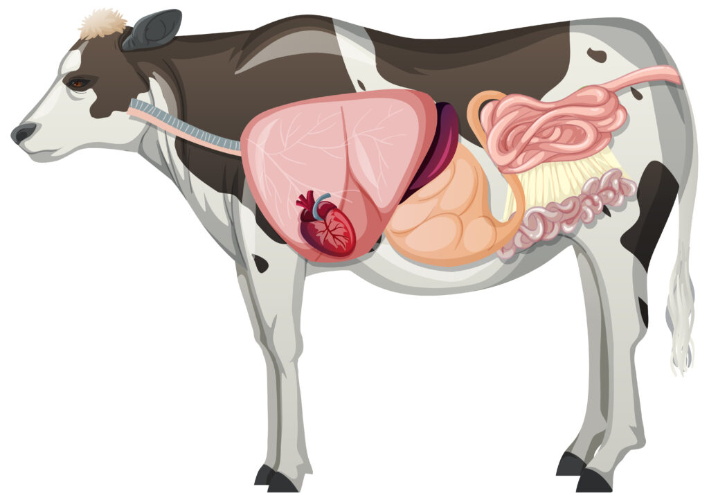 How Many Stomachs Does a Cow Have